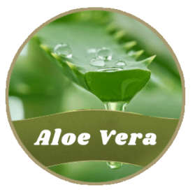 aloe-vera